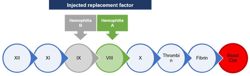 The Blood Coagulation Cascade and Factor Replacement Therapy